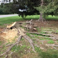 Roots Surface